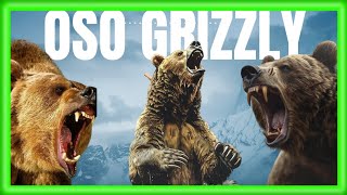 🛑OSO GRIZZLY 🐻 conocelo!