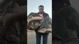 Golconda fishing hyderabad fishing big rahu 👍