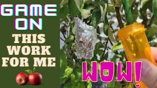 Water propagation: Grow Apple Tree on a branch effortlessly