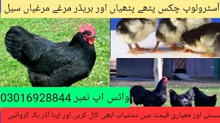 Australorp Chickens For Sale | Chicks ForSale | Chicken Chicks Rate | Desi Murgi ForSale | Poultry