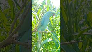 #parrotsinging #parrot #naturalsounds #singingparrot #birds #parrotchirping #greencolor #parrotsound