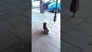 Koala Commuter: A Walk Down Australia's Main Street