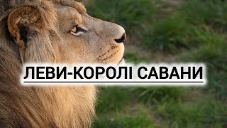 Король савани #лев / цікаві факти про #левів #хижак