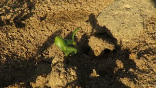 Plantando no início do período chuvoso