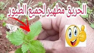 نبات الحريق (القريص)فوائده المذهلة لطيور