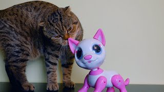 Cat reacts to Robot Kitten- Rory plays with a new friend