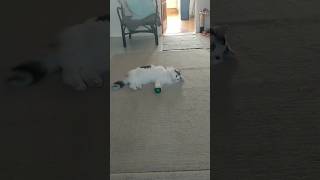 Cat Play's Catch