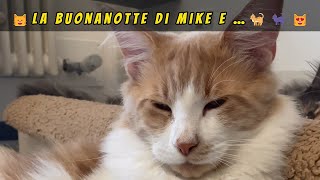 😺La Buonanotte di Mike e …🐈🐈‍⬛😻