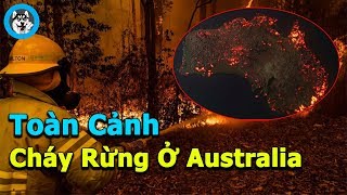 Toàn Cảnh Cháy Rừng Ở Australia - Người Việt Ở Đó Ra Sao ?I NGÁO NEWS