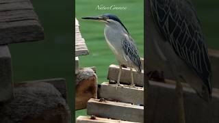 Beautiful Striated heron at the ocean  #nature #shorts