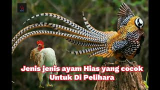 ayam hias yang cocok di pelihara bagi sobat hip hop