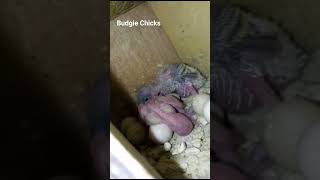 Budgie Chicks | new born budgie | cute chicks #chicks #newbornbaby #shortvideo #shorts