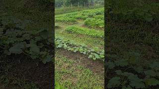 Squash Mound Update! #farmlife  #garden #shorts #homestead #squash #diy #veggies #homesteading