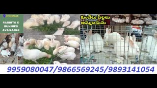 Best quality Rabbits in Hyderabad-Suraram-genuine price