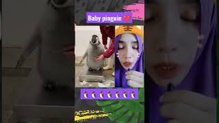 baby pinguin segede itu ⁉️trus yg dewasa kayak gimana ya ⁉️ #shorts #viral #pinguin