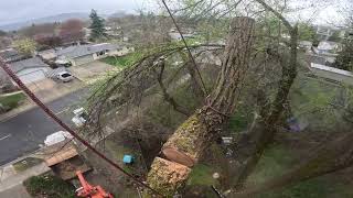 "Rapid Elm Tree Extraction: From Standing to Gone in Minutes" (fast edit version)