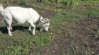 Полуденный тихий час, +20 С.🐖🐖 🍇🦜🦜