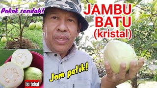 JOM PETIK/PANEN JAMBU BATU (KRISTAL) ADA BIJI