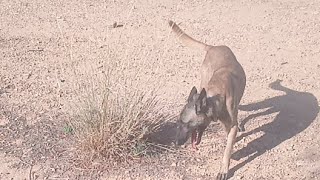 Pastor Belga Malinois De Parranda