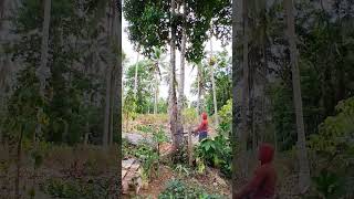 cutting tree near of house..#ytshortvideo #ytshortvideo #fypシ viral..