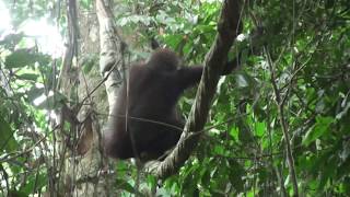 Swinging gorillas show perfect balance and surprising agility on massive jungle vine in Congo.