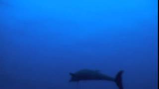 Bottlenose dolphin attack Barracuda, Dolphin play with Scuba Diver