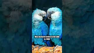 Spix's macaw went extinct and returns to Brazil!