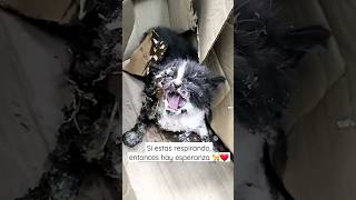 michi que respira, hay esperanza ❤️🐈creditos: cicegin_patileri en ig