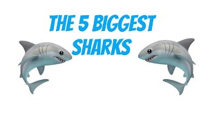 The 5 biggest sharks