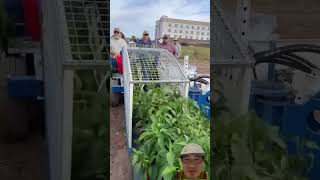 test chili harvesting machine in Mexico #agriculture #farming #harvesting #chili