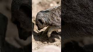 Digging for gold! 😂Meerkat fun in the sun ☀️