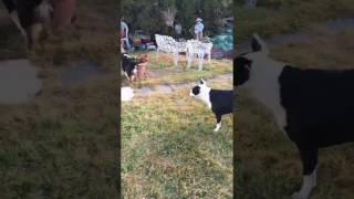 Aussie Puppy vs Pitbull - Fight to Death