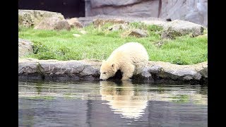 Eisbärbaby Nanook schwimmt in Gelsenwasser