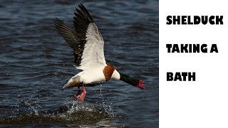 SHELDUCK TAKING A BATH