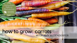 How To Grow Carrots