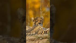 The golden eyes of a cheetah