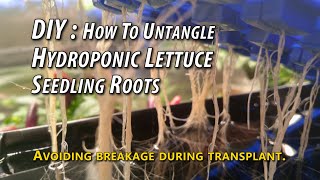 DIY: How To Untangle Hydroponic Lettuce Seedling Roots During Transplant to Grower.