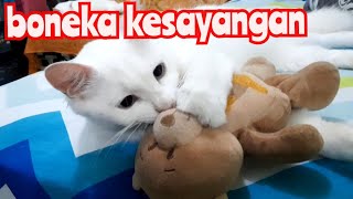 Dijamim Senyum Lihat Gaya² Kucing Lagi Tidur