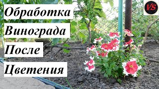 Обработка Винограда После Цветения