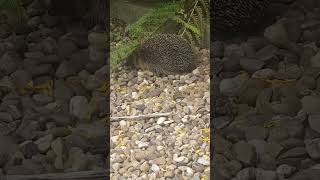 #przyjaciel #zwierzęta #dlaciebie #natural #animals #friends #shorts # shortvideo #short #hedgehog