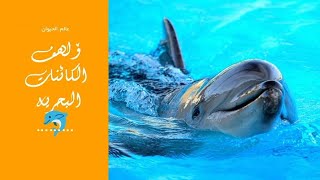 ألطف الكائنات البحرية | Dolphin 🐬