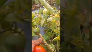 Organic tomatoes