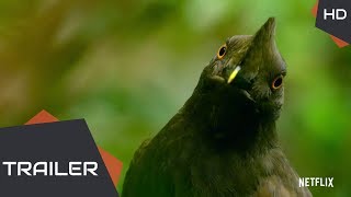 DANCING WITH THE BIRDS Official Trailer (2019) Netflix