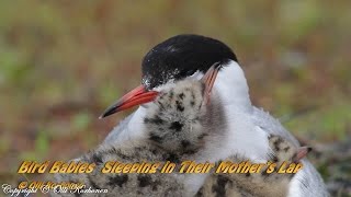 Cute Bird Babies  Sleeping Happily  in Their Mother’s Lap