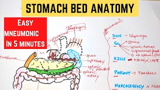 STOMACH BED IN 5️⃣ MINUTES | EASY MNEUMONIC