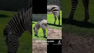 Puebla safari mexico #shortsfeed #shortsvideo #shortvideo #shorts #short #reels #subscribe#travel