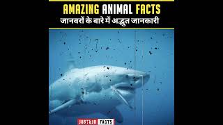 Curious And Exciting Hindi Animals Facts 🐞 | Viral Facts | Crazy Fun Facts | #shorts #justujufacts