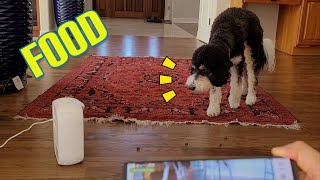 Pet Treat Dispenser 🐕🐶 - Keep an eye on your Pets when you are away!!!