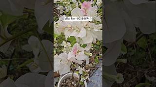 muchisha wholesale plant nursery online buy very low price | paper flower plants