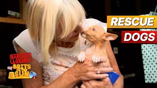 Rescue Dogs of Benidorm | Bargain Loving Brits In The Sun